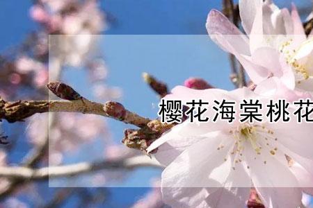 桃花很多什么意思