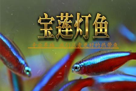 宝莲灯鱼多久可以成年