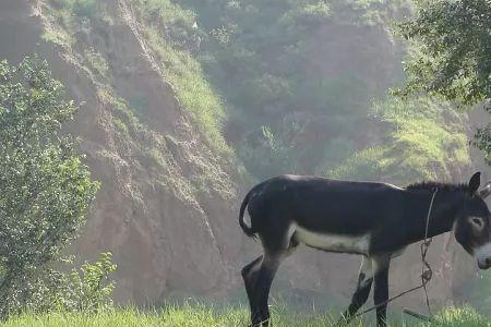 东北所说的山驴子是什么