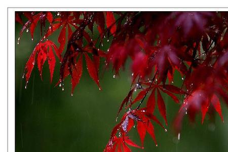 太阳雨是什么意思