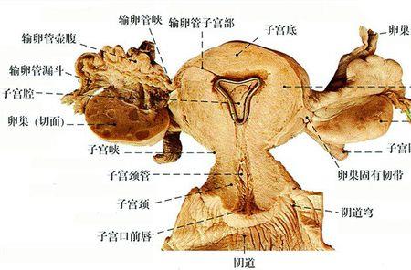 巴氏腺结构