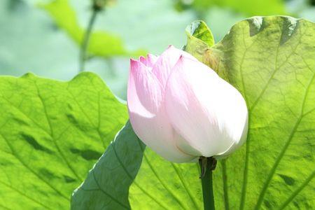 中生白芙蓉菡萏三百茎意思