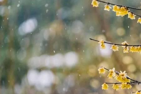 纷纷雪花何所似全诗