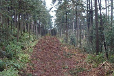 杉木种植株距和行距是多少