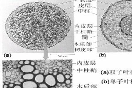 单子叶和双子叶哪个更高级