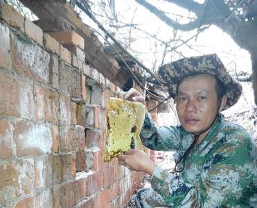 野蜂一直跟着人飞怎么处理