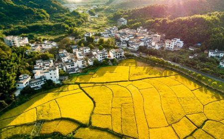 乡村振兴示范区指什么