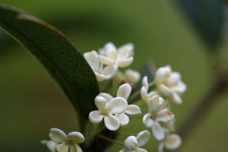 桂花古诗苏泂注解