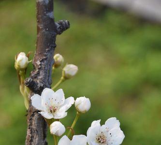 一树梨花春向暮的意思