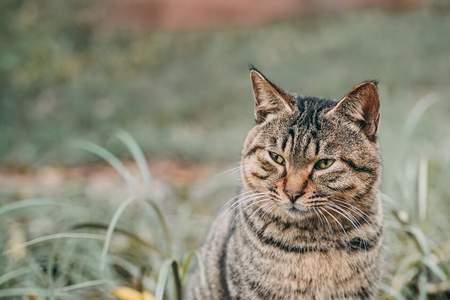 花猫叫什么