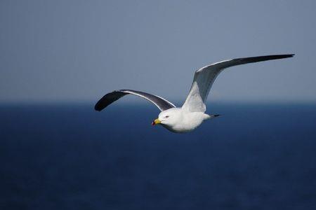 什么粤语歌开头有海鸥声音