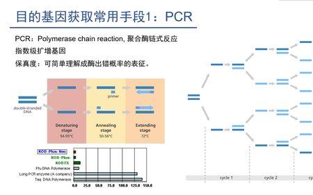 分子克隆和pcr技术的区别