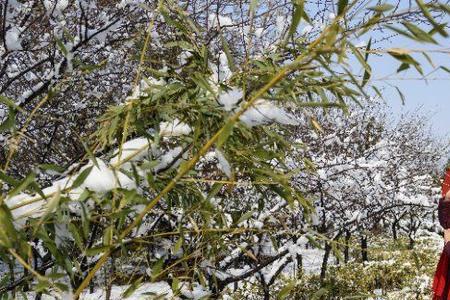 雪中剧情整理