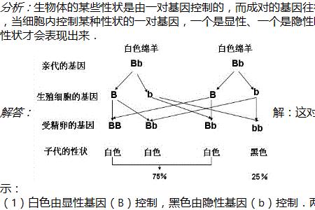 隐性基因是怎么来的