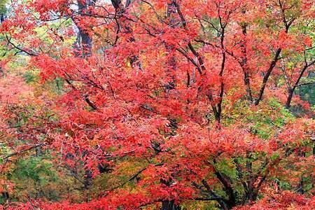 红叶最佳旅游地点排名