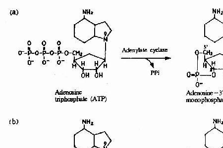 环腺苷酸怎么合成的