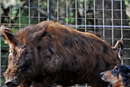 加泰霍拉牧猪犬中国有售吗