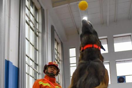 搜救犬能闻到地下埋藏物吗