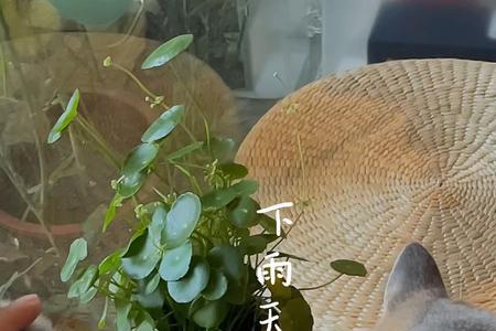 下雨猫咪能找到家吗