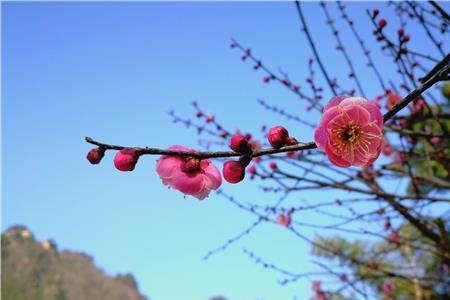 几树梅花映春早什么意思