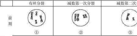 细胞分裂期前期形态变化