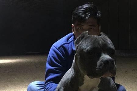 恶霸犬可以办犬证吗