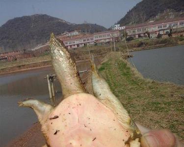 夏天甲鱼在深水还是浅水