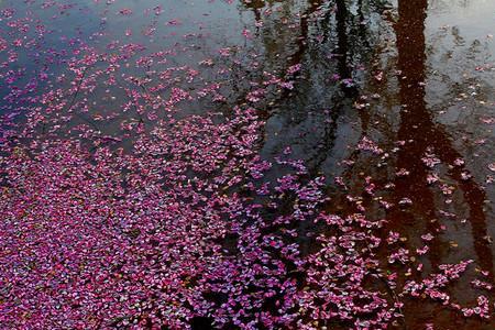 落花流水春已去原唱