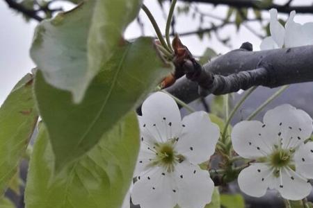 梨花羞带雨什么意思