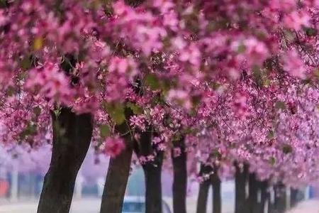 樱花开了又下雨会掉吗