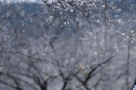 三分白雪偷梅香的下联