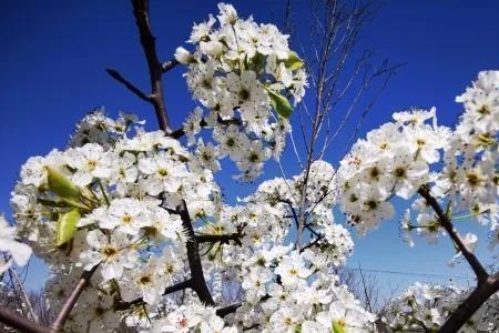 驿路梨花处处开对下联和横批