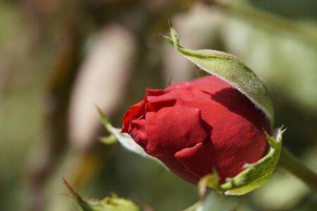 玫瑰花几点开，花瓣像什么