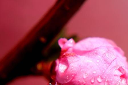 桃花带雨什么意思