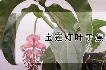 宝莲灯花叶子边缘发焦怎么补救