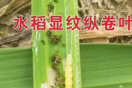 水稻卷叶虫是不是棉铃虫