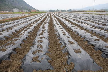 山东地膜土豆种植时间