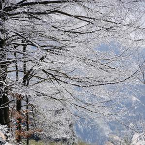 雪落下的声音所表达的含义