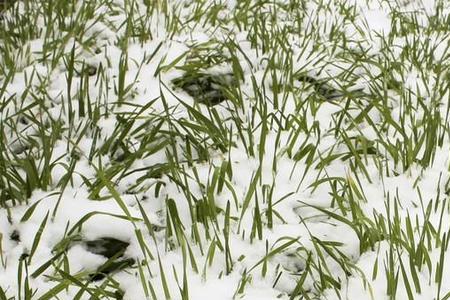 关于雨雪的农谚