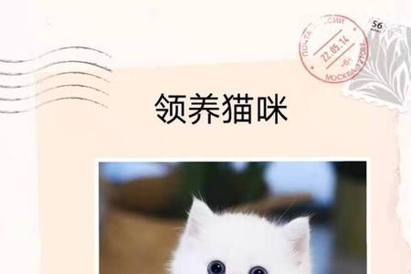 为什么国家让养猫