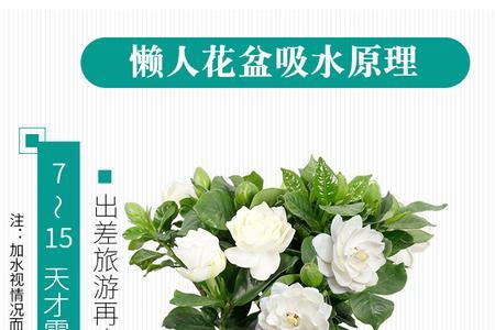 栀子花记录卡怎么写