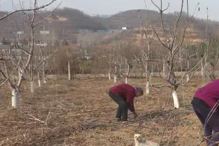 三年樱桃树移栽后 能拉枝吗