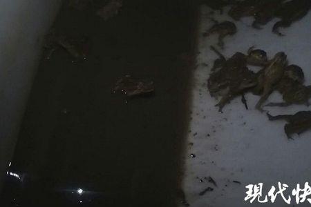 非法捕蟾蜍是什么罪