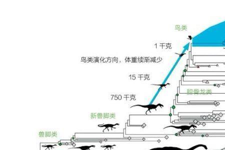 恐龙演变成鸟的过程表格