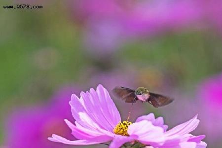 格桑花开的季节是哪一年