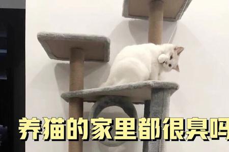 猫在柜子里会很臭吗