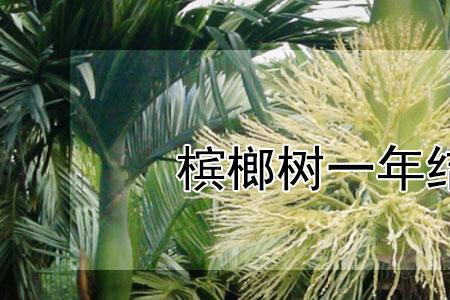 槟榔开花后多久能结果