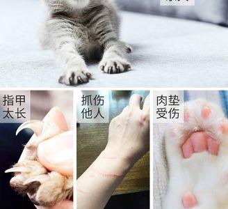 猫在你面前磨爪子是什么意思