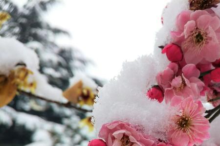 瑞雪凌霜的意思