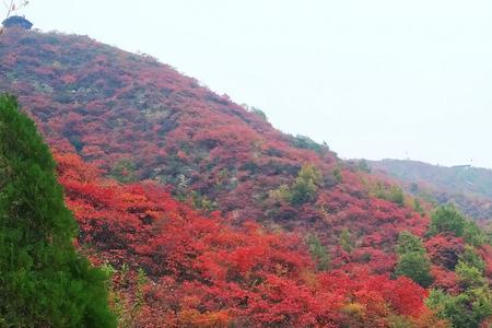 远山枫叶渐红妆意思